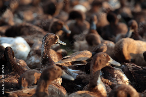 group of duck © sakhorn38