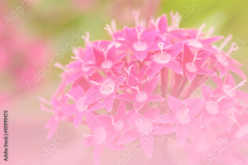 Pink Star Cluster flowers blooming (Pentas lanceolata), Macro