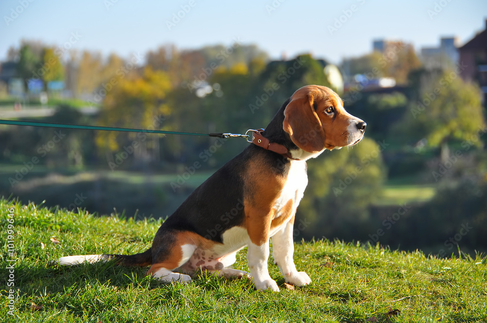 Beagle dog sits high on a hill and dreaming