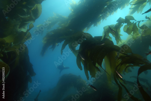 Sea lion and seaweed kelp forest at California underwater reef