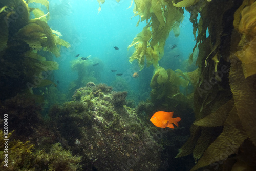 Ocean reef underwater landscape at Channel Islands, California