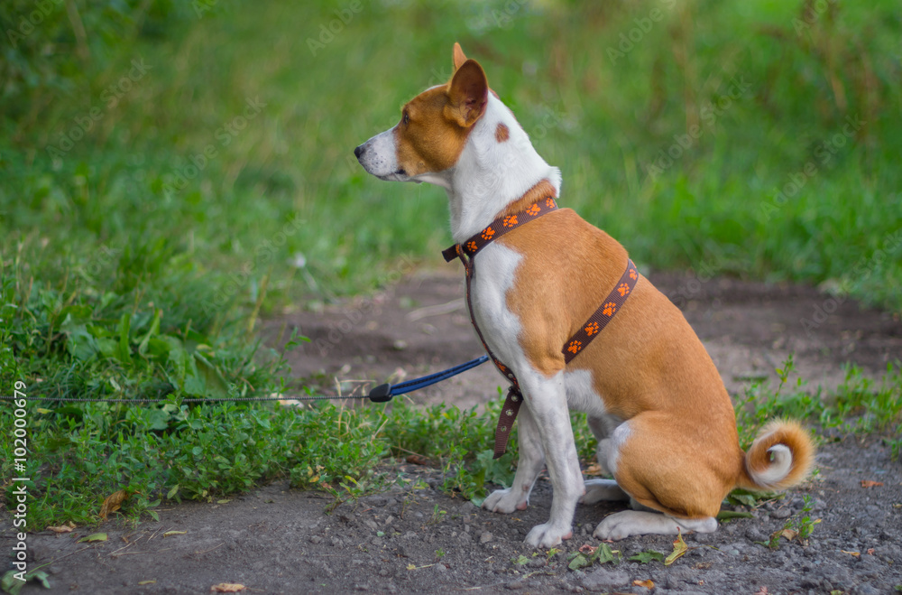 Outdoor portrait (side view) of basenji dog sitting on the ground (shallow dof) at summer season Outdoor portrait (side view) of basenji dog sitting on the ground (shallow dof) at summer season