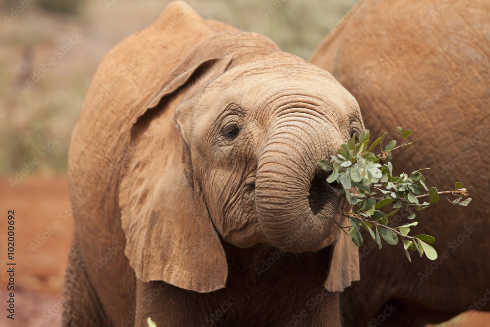 Fototapeta premium baby african elephant eating