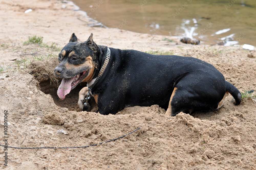 Staffordshire Terrier dog digging sand on the nature Staffordshire Terrier dog digging sand on the nature