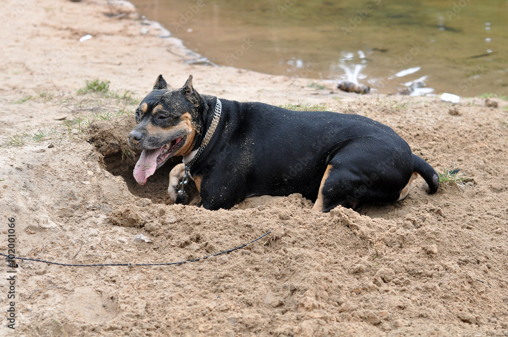 Staffordshire Terrier dog digging sand on the nature Staffordshire Terrier dog digging sand on the nature