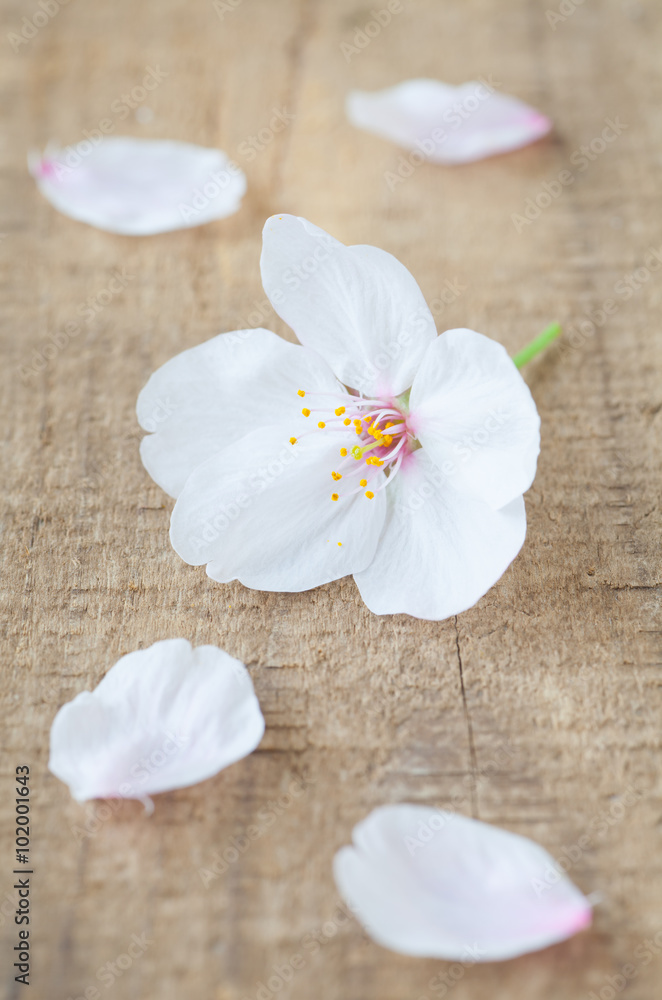 Naklejka premium Beautiful cherry blossom sakura flower on wood background