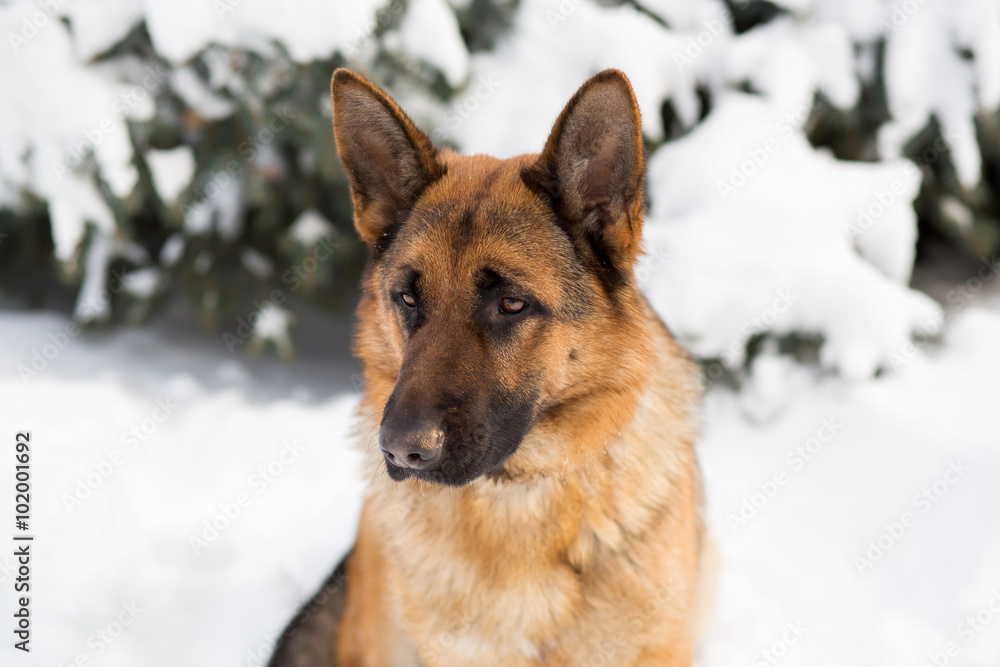 German Shepherd dog, standing in the snow German Shepherd dog, standing in the snow