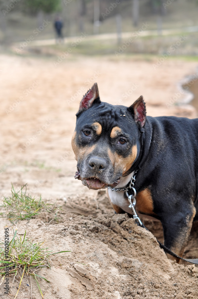Staffordshire Terrier dog digging sand on the nature