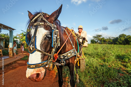 Cuba, Transportation, Horse Carriage © Ingo Bartussek