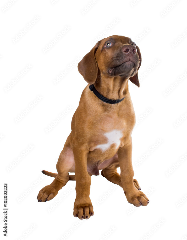 Rhodesian ridgeback puppy