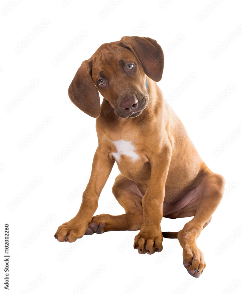 Curious two-month puppy Rhodesian Ridgeback Curious two-month puppy Rhodesian Ridgeback