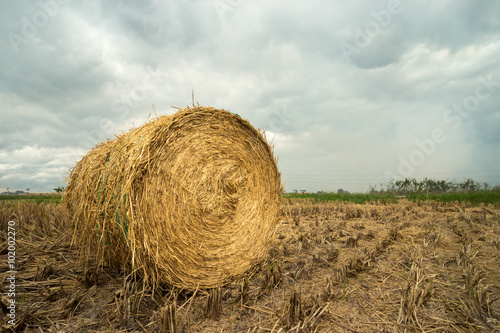 A cloudy scenery with rolls of haystack in paddy fields