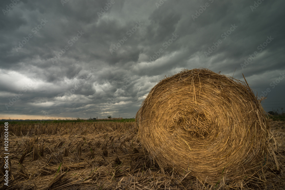 A cloudy scenery with rolls of haystack in paddy fields A cloudy scenery with rolls of haystack in paddy fields
