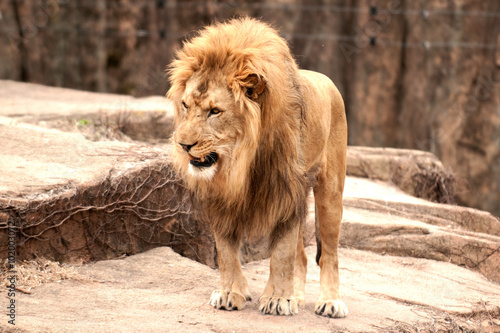 African lion photo