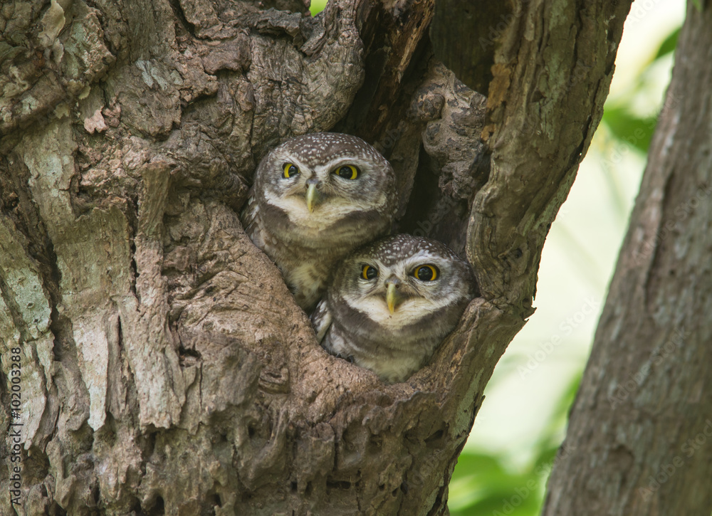 spot owlet