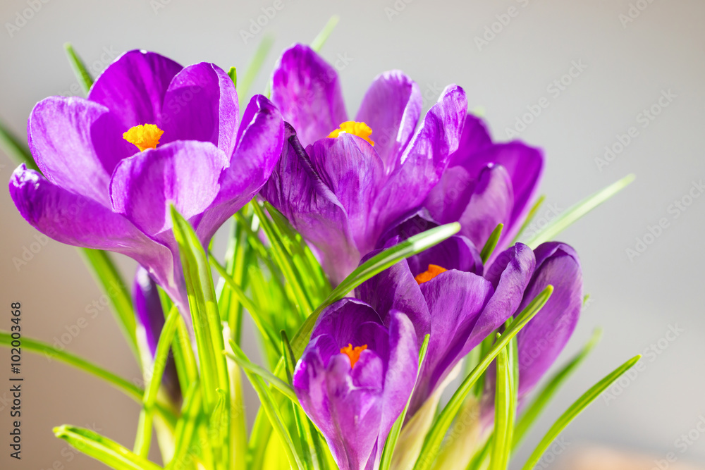 First spring flowers, bouquet of purple irises First spring flowers, bouquet of purple irises
