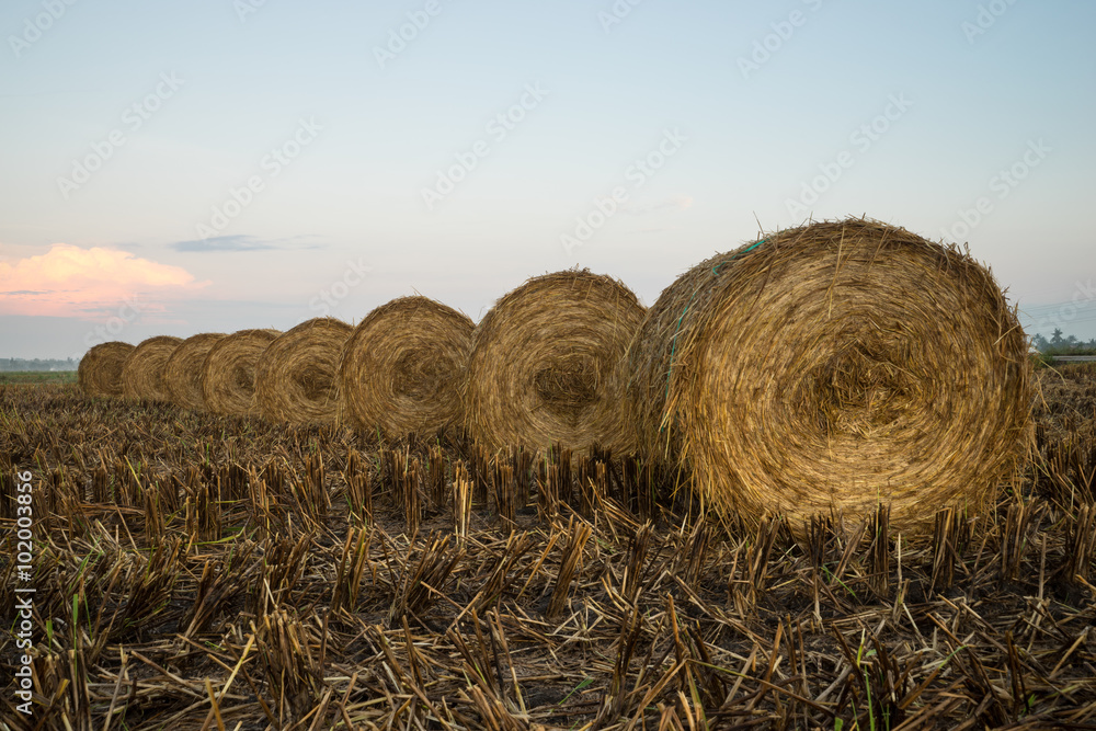 A sunrise scenery with rolls of haystack in paddy fields