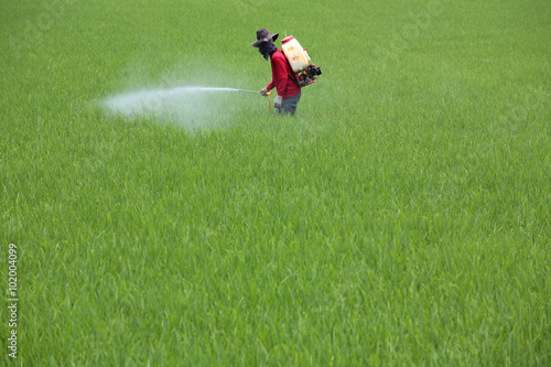 Farmer spraying pesticide on rice field