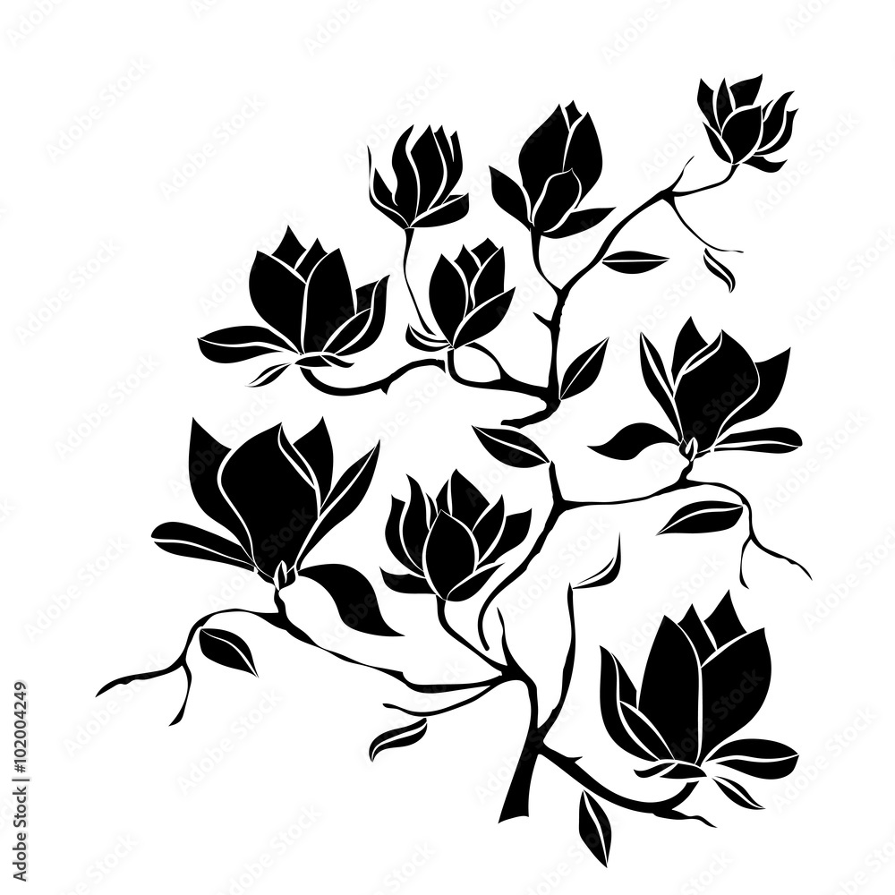 Fototapeta premium Flowering Branch of Magnolia on white background vector illustration