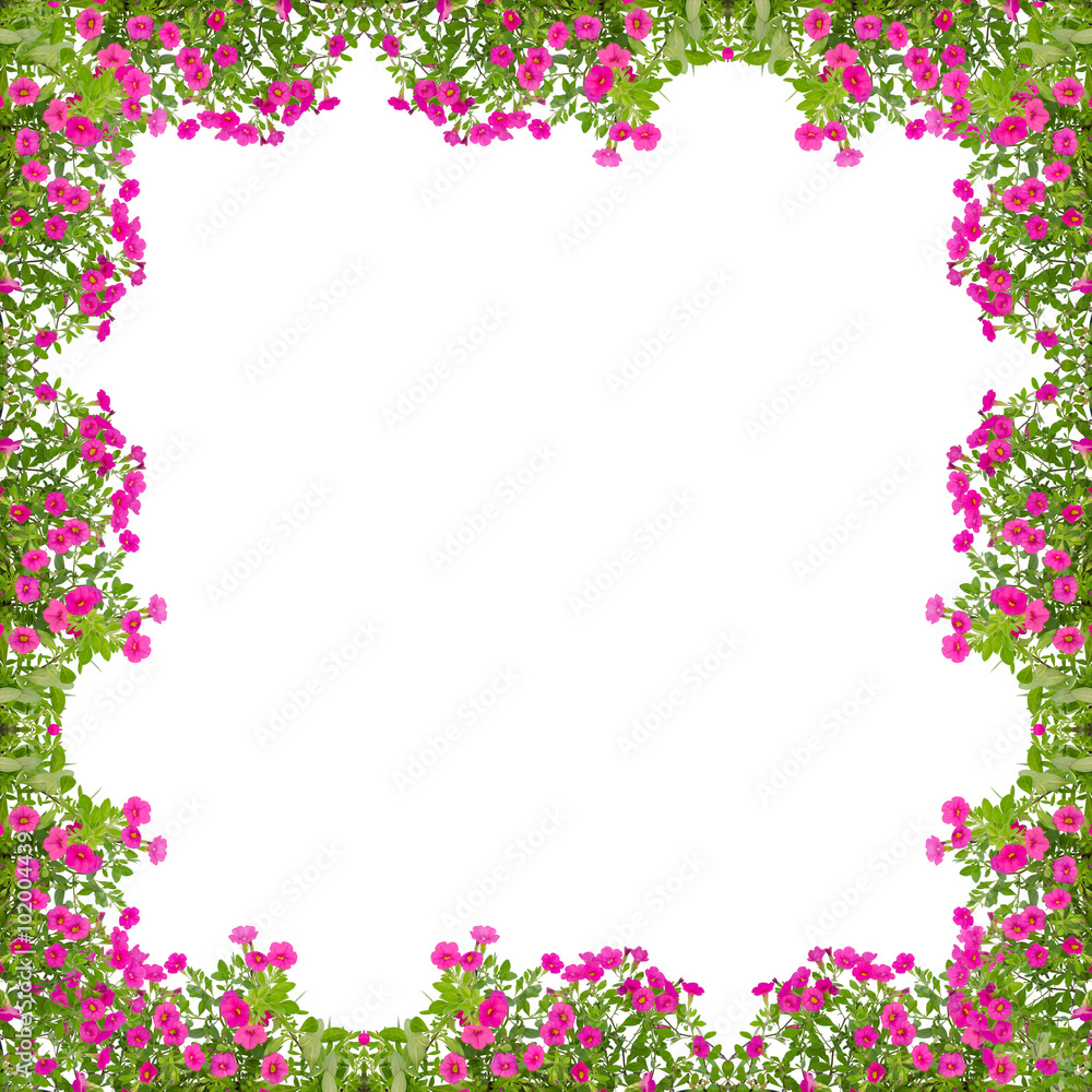 petunia frame isolated on white background