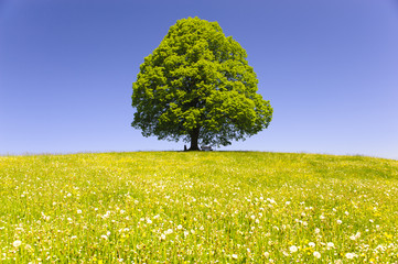 Einzelbaum Linde im Frühling auf grüner Wiese