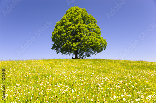 Einzelbaum Linde im Frühling auf grüner Wiese photo