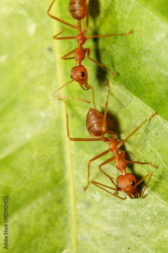 red ant in the green garden