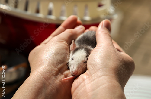 Ratte schläft in der Hand photo