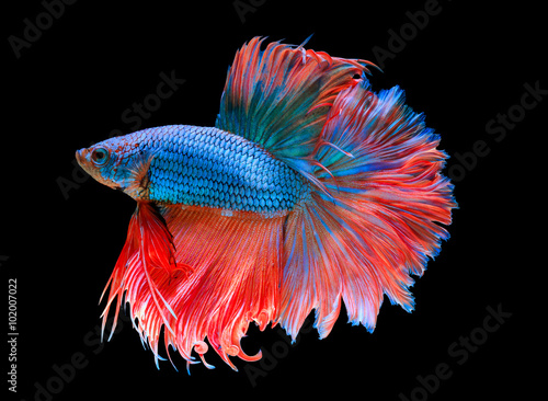 macro moving moment of blue siamese fighting fish