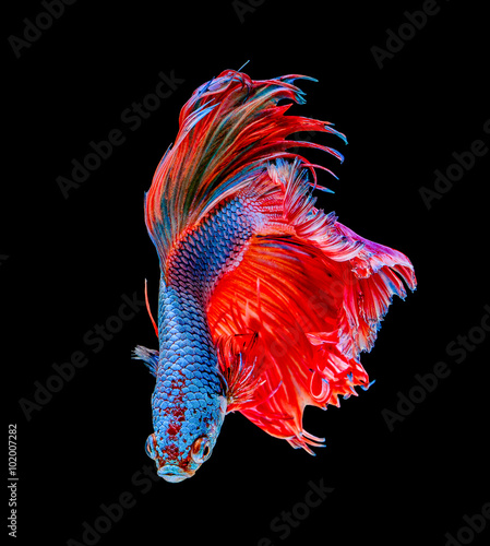 small siam betta Fish