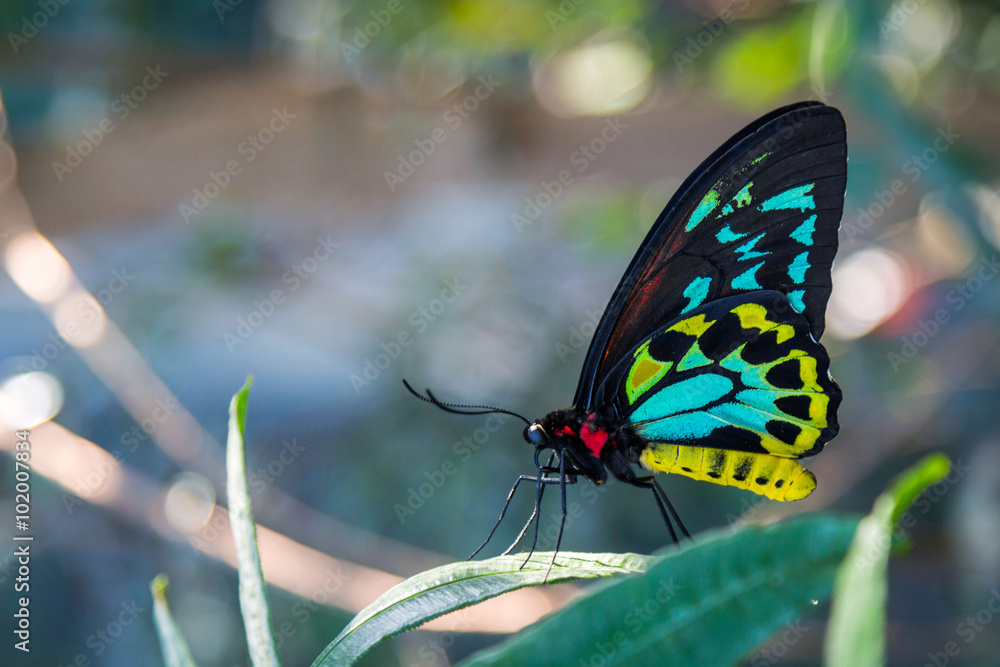 Fototapeta premium Male Cairns Birdwing Butterfly