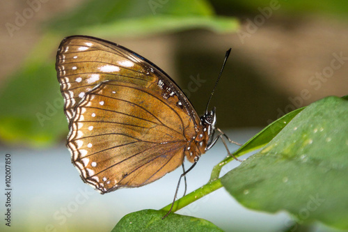 A beautiful brown color butterfly on a leaf © Premium Collection