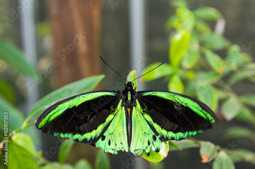 Male Cairns Birdwing Butterfly photo