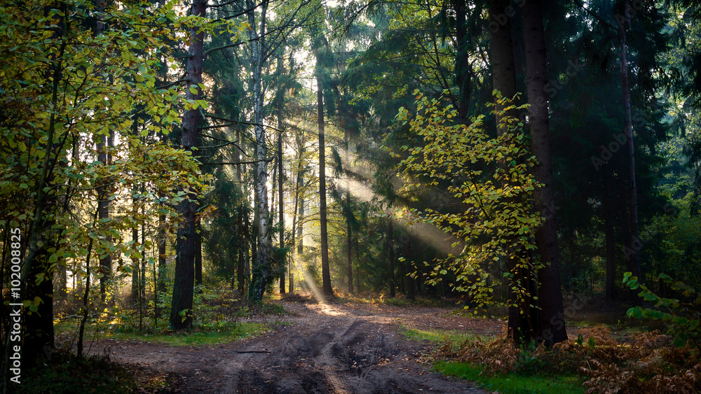Obraz premium Poranek w lesie