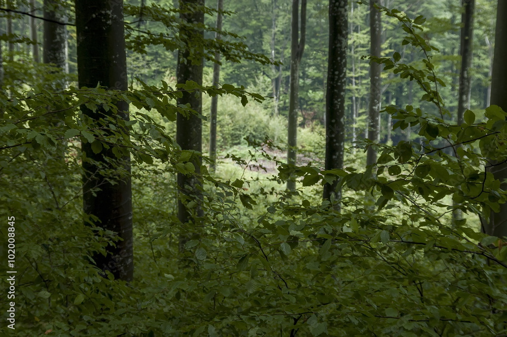 Fototapeta premium Beauty, fresh forest at Balkan mountain in rainy day, Petrohan, Bulgaria 