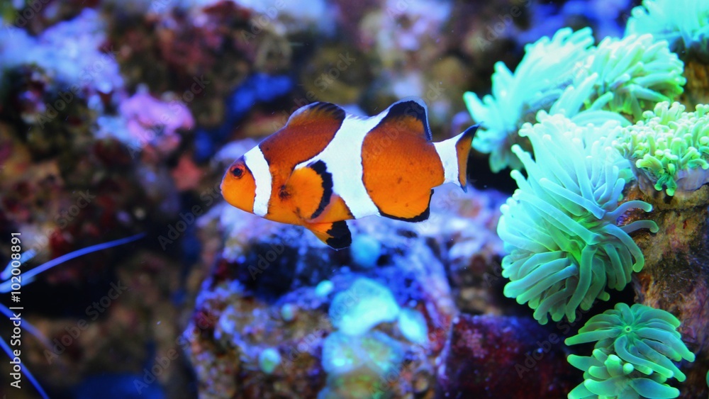 Fototapeta premium Ocellaris Clownfish (Amphiprion ocellaris) 