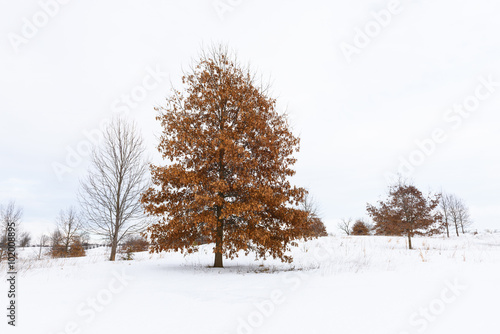 Wallpaper Mural Oak Tree with Colorful Leaves in Snowy Field Torontodigital.ca