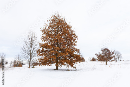 Oak Tree with Colorful Leaves in Snowy Field