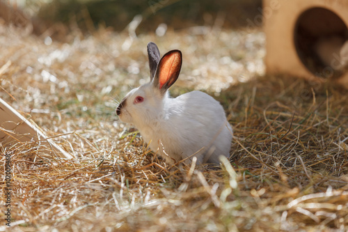 White Rabbit in the dry grass