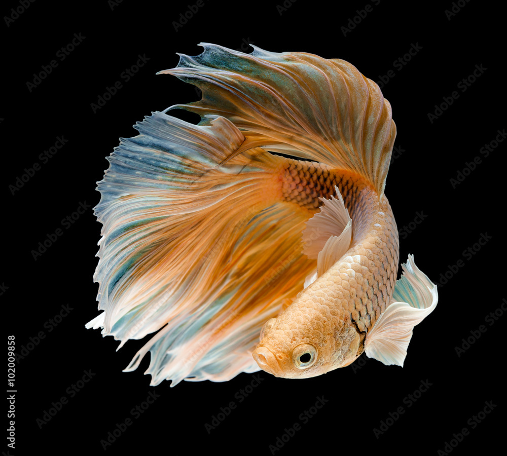 Fototapeta premium gold fish,Betta fish