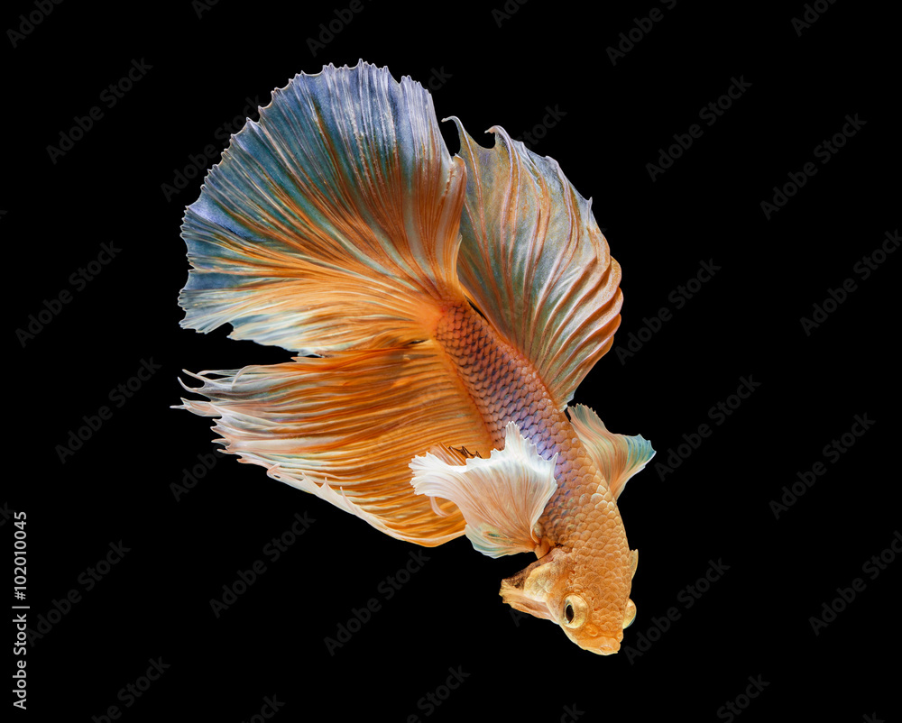 macro action of siamese fighting fish macro action of siamese fighting fish