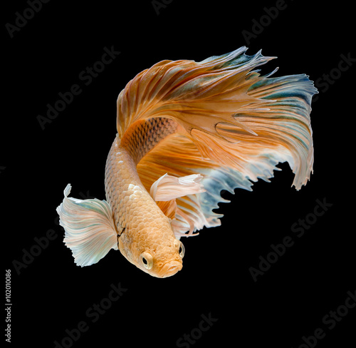 Plakat macro moving gold Betta fish