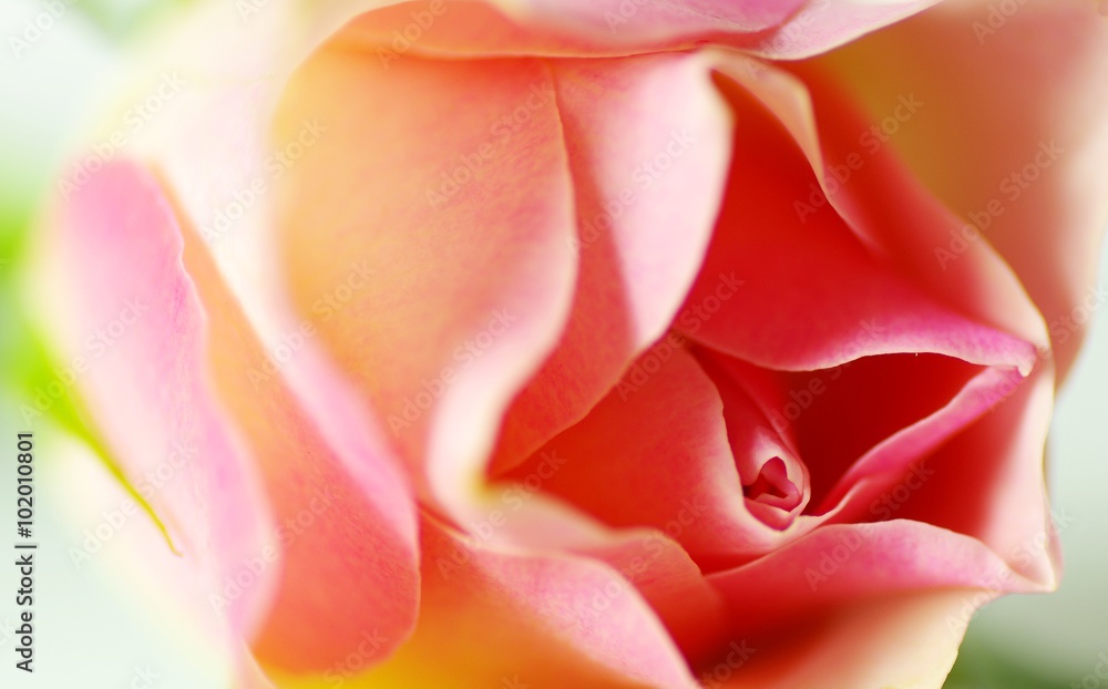 Rose Closeup in Pastell