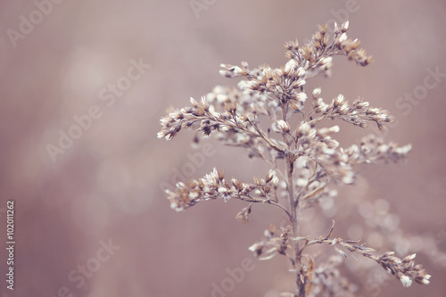 Winter flower © bubblegirlphoto