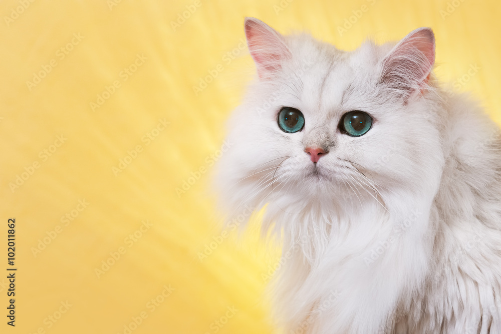White cat with green eyes 