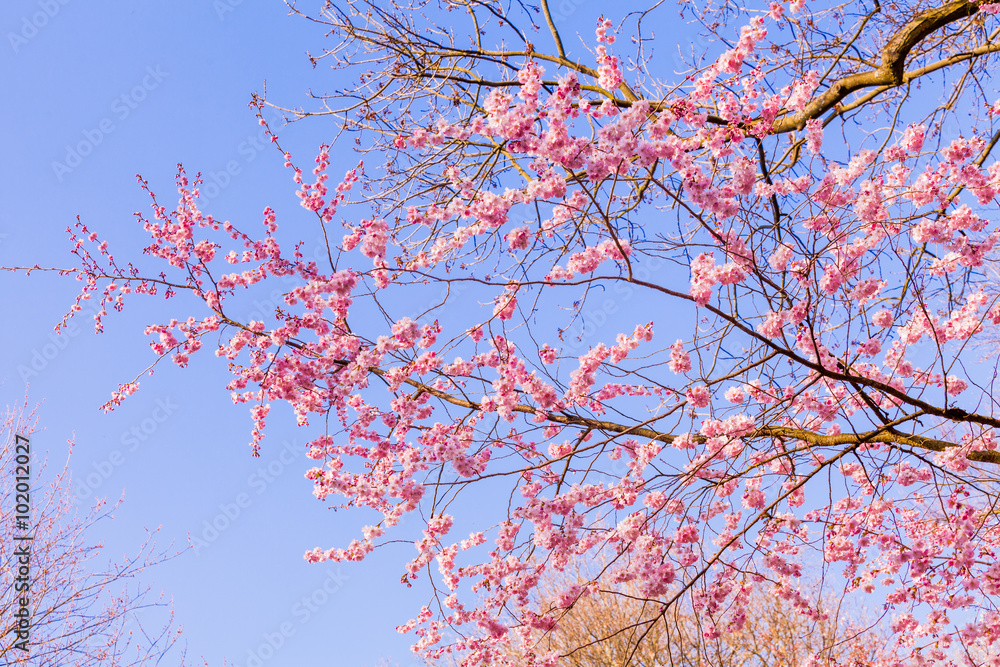Spring Sakura Cherry Blossom. pink blossom sukura flowers Spring Sakura Cherry Blossom. pink blossom sukura flowers