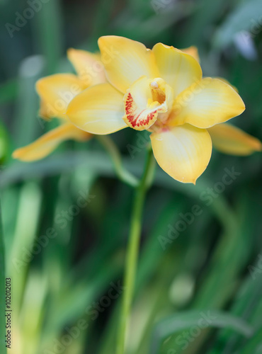 Fototapeta Naklejka Na Ścianę i Meble -  Beautiful macro yellow orchid in botanic garden.