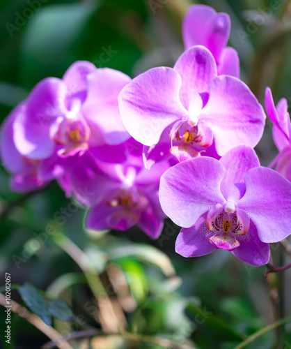Beautiful macro purple orchid in botanic garden.