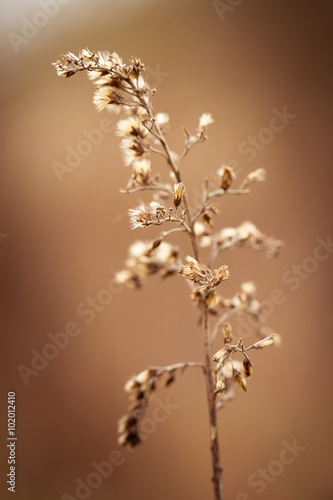 Withered weeds in winter. Warm atmosphere and colours. © mslok