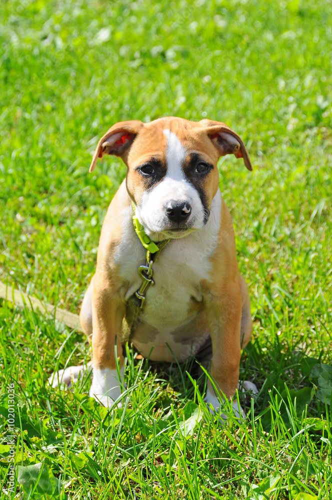 little puppy staffordshire terrier on the green grass